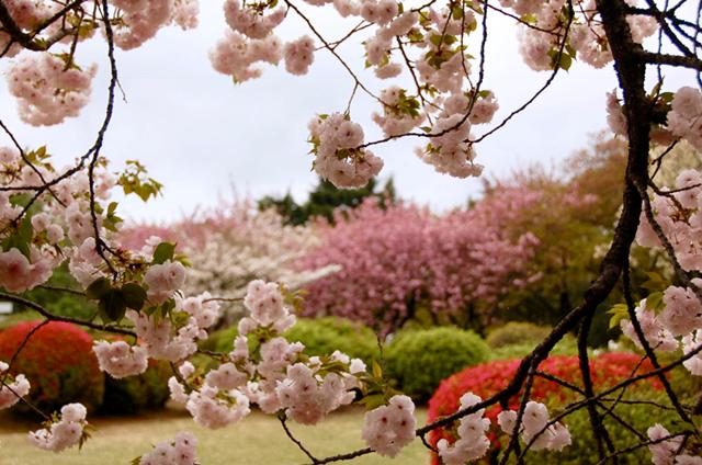 Set adrift on cherry blossom bliss